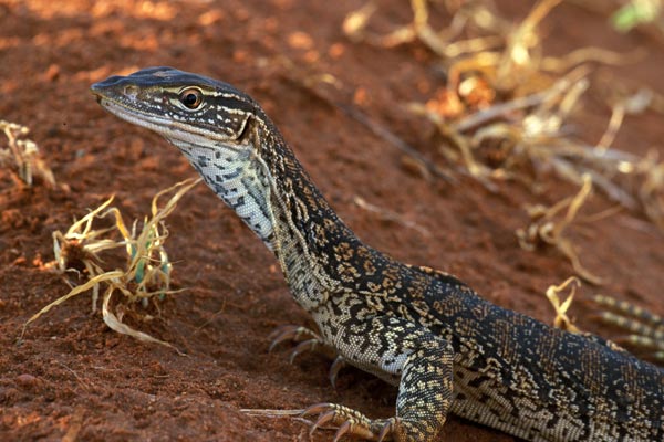 020131_sand_monitor-1.jpg