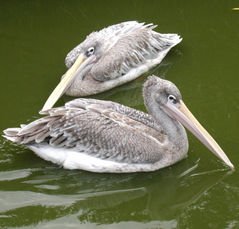 Pelican-1.jpg