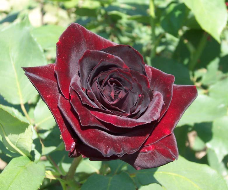 Red20rose2001-1.jpg