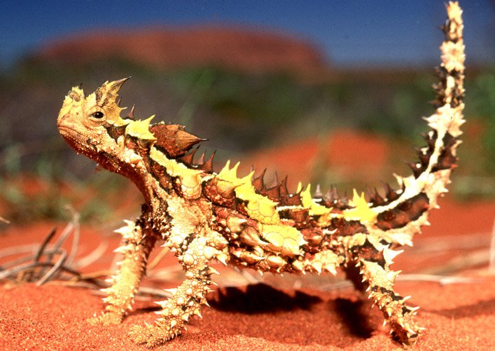 Thorny20Devil-1.jpg