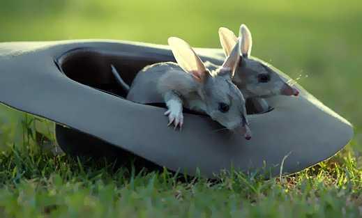 ani_bilby_gallery__519x313-1.jpg