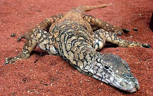 australiandesertanimals1-1.jpg