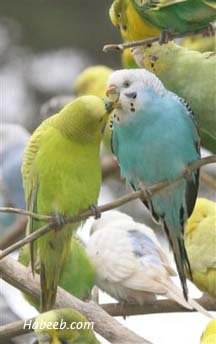 funnybudgerigarsgrassparakeetskissing-1.jpg