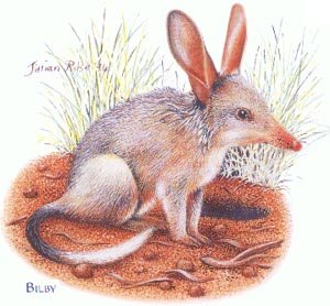 m_bilby-1.jpg
