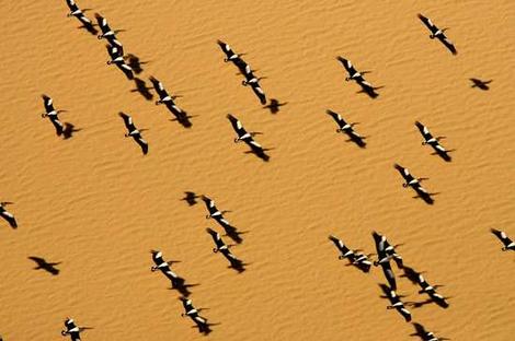 pelicans9407_wideweb__470x3120-1.jpg