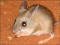 shmousethm-1.jpg