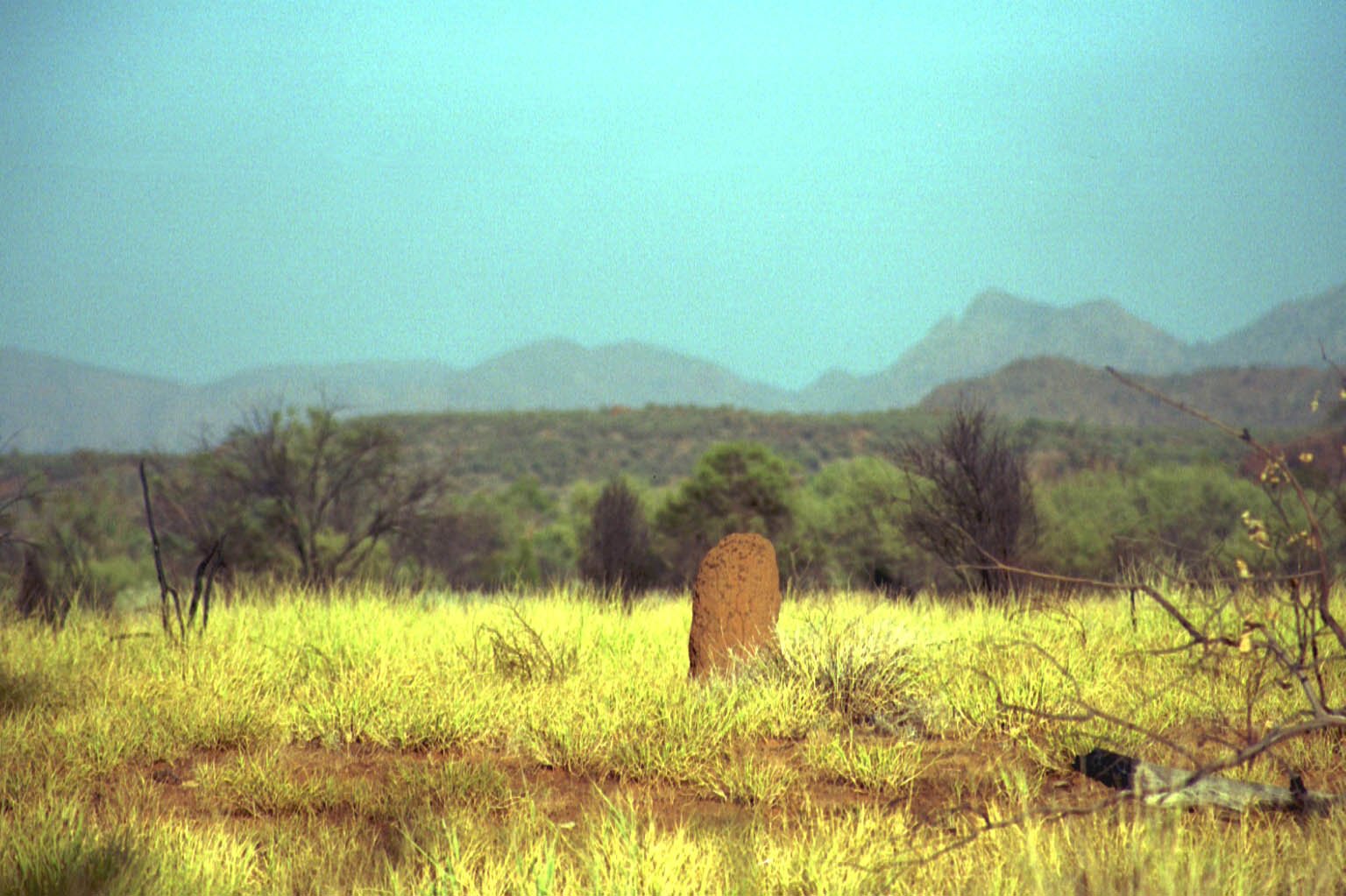 termite_mound-1.jpg