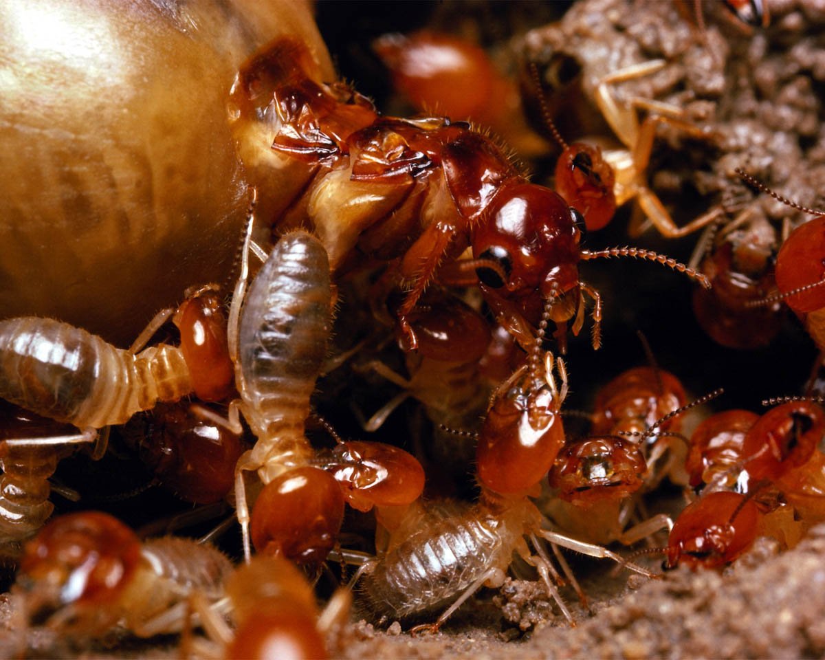 termites_large-1.jpg