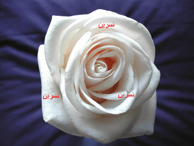 NisrinRose-1.gif