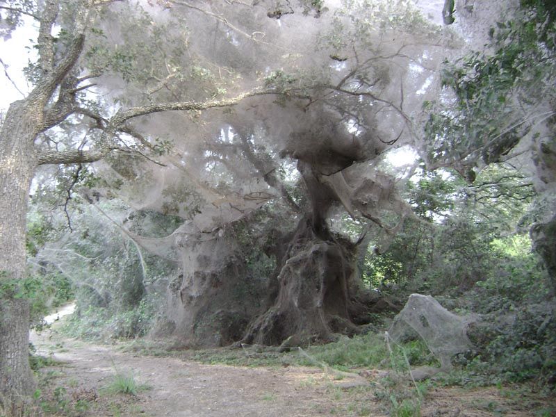 Social Sp lrg 1 - Texan spiders spin 'monster web'