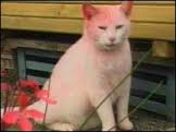  40765256 pink cat 203 1 - Rare "PINK DOLPHIN" Photos