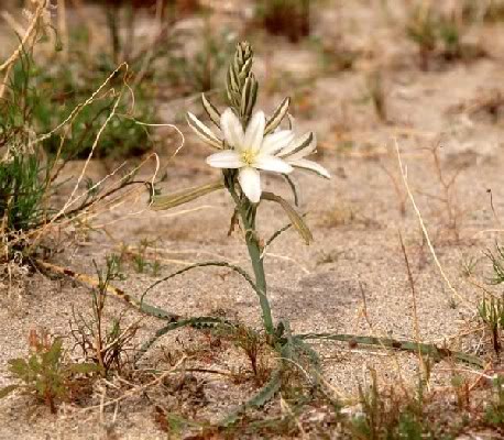 desertlily 25a 1 - Nature pics