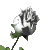 flowr015-1.gif