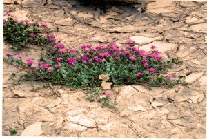 verbena-1.jpg