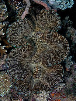 250pxGiant_clam-1.jpg