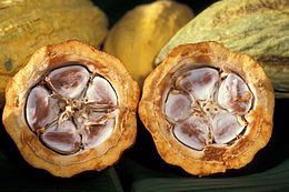 260pxCacaopodk463614-1.jpg