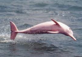 450_pinkdolphin-1.jpg