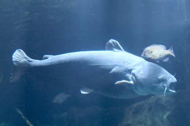 BlueCatfish-1.jpg