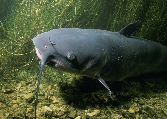 Channel20Catfish-1.jpg