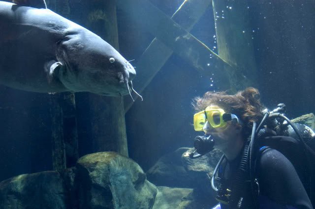 Diver_BlueCat-1.jpg