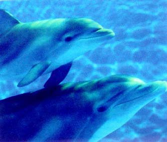 IndianapolisZooBabyDolphin-1.jpg