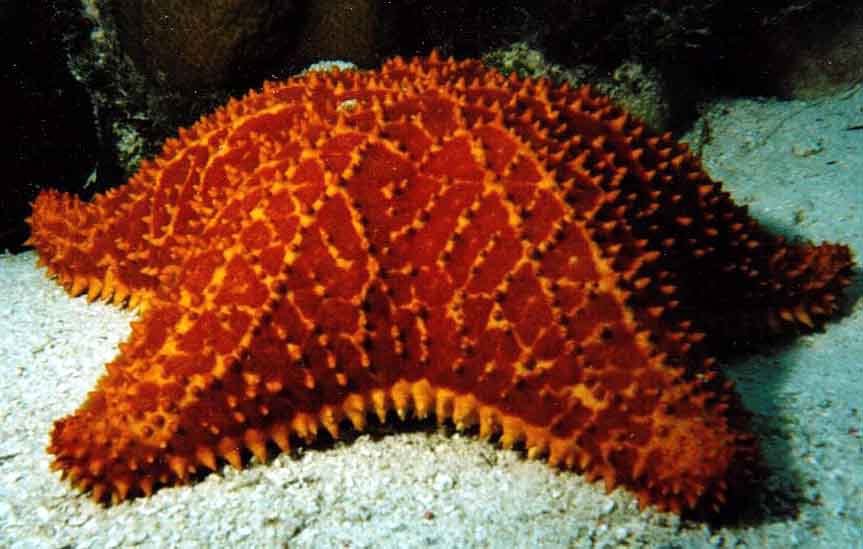 ReticulatedStarfish 1 - The fish (Samakah) thread