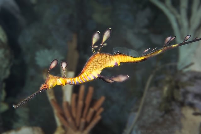 Weedy Sea Dragon 1 1 - The fish (Samakah) thread