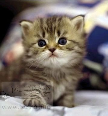 cat_cute-1.jpg