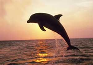 dolphin_sset-1.jpg