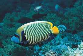 fish-1.jpg