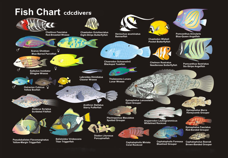 fish1 1 - The fish (Samakah) thread