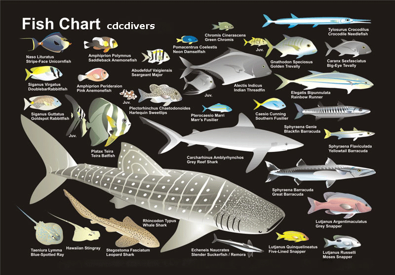 fish2 1 - The fish (Samakah) thread