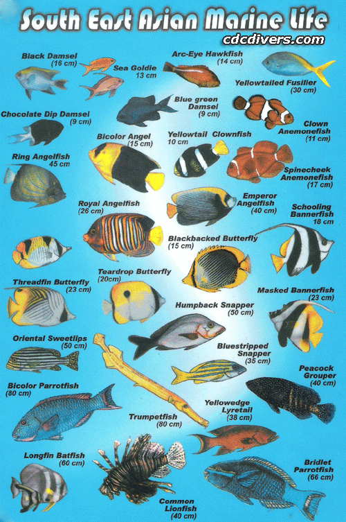 fish4-1.gif
