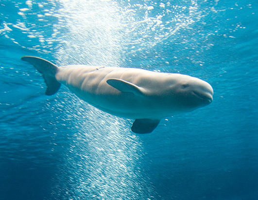 ht_beluga_whale1_061022_ssh-1.jpg