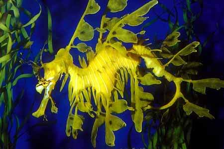 leafy sea dragon large 1 - The fish (Samakah) thread