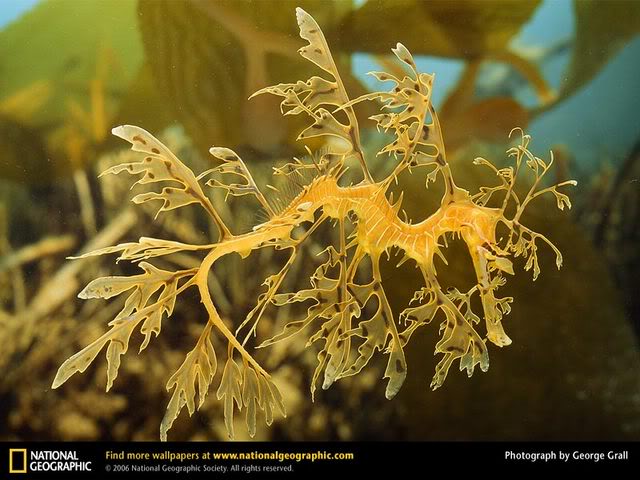 leafyseadragon 1 - The fish (Samakah) thread