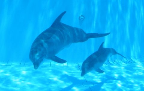 picturesofbabydolphins480-1.jpg