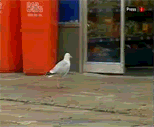 seagull 1 - Seagull has the habit of stealing chips
