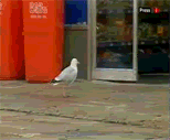 seagull-1.gif