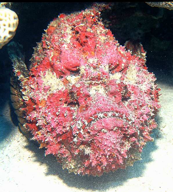 stonefish-1.jpg