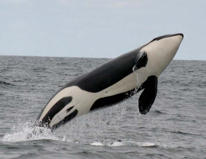whale killer orca breach 1 - The fish (Samakah) thread
