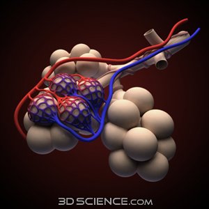 3D_Model_Anat_Alveoli2_web-1.jpg