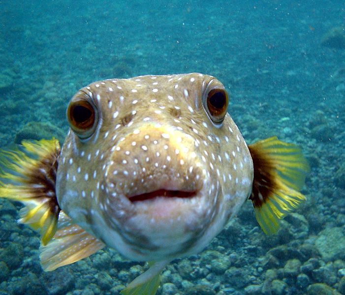 701pxPuffer_Fish_DSC01257JPG-1.jpg