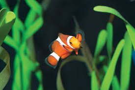 Clownfish-1.jpg