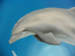 DolphinCloseup01-1.jpg