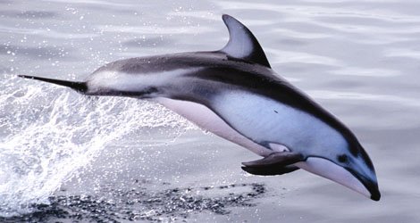 DolphinLeapingPS-1.jpg