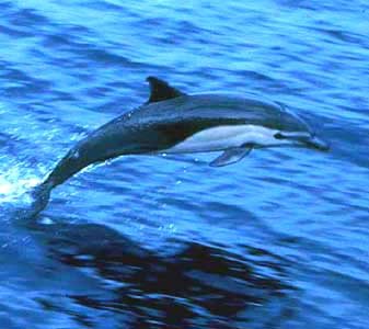 Dolphin_shortbeakcommbaja-1.jpg