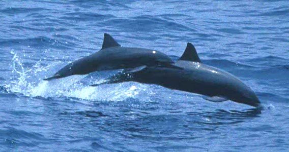 Dolphin_spinnercalf-1.jpg