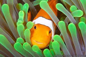 Eric27s2520Clownfish-1.jpg