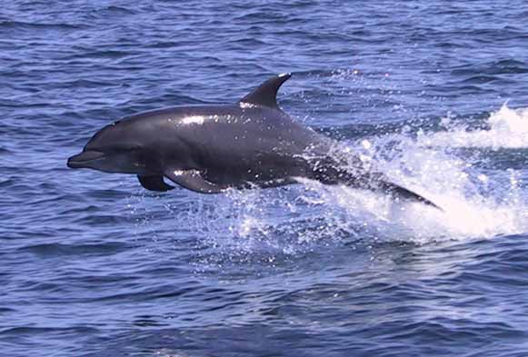 Jumping20Dolphin-1.jpg